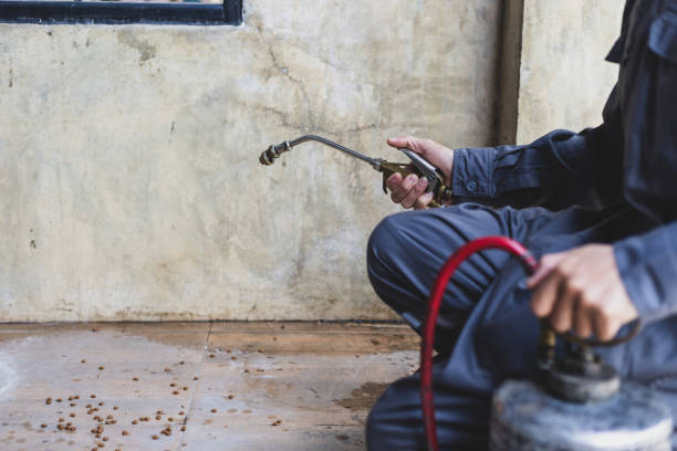 Best Affordable Pest Control Services  in Lumbine Valley, CO